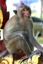 Thai Temple Macaque`s waiting for a free lunch